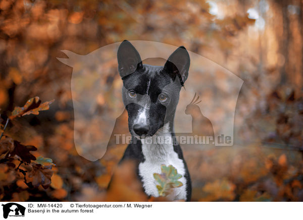 Basenji in the autumn forest / MW-14420