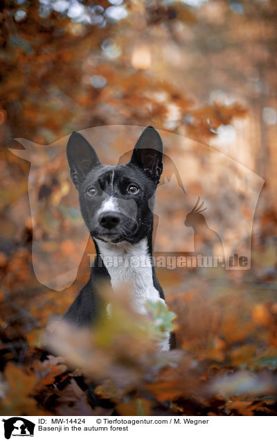 Basenji in the autumn forest / MW-14424