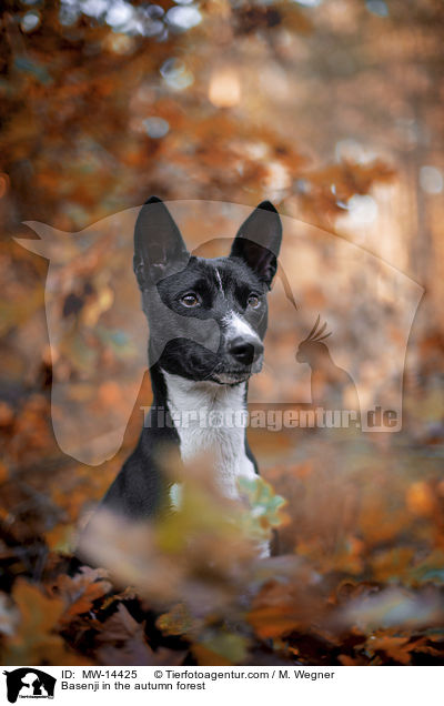 Basenji in the autumn forest / MW-14425