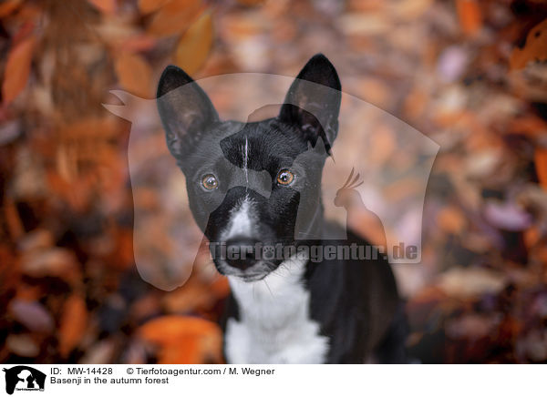 Basenji in the autumn forest / MW-14428