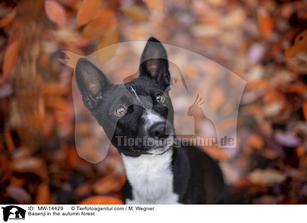 Basenji in the autumn forest / MW-14429