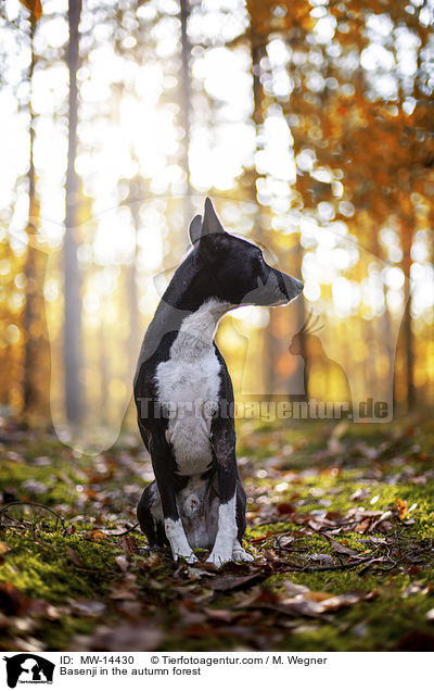 Basenji in the autumn forest / MW-14430