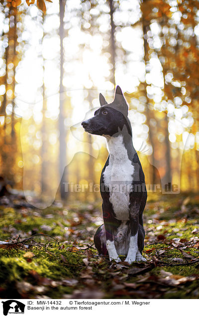 Basenji in the autumn forest / MW-14432