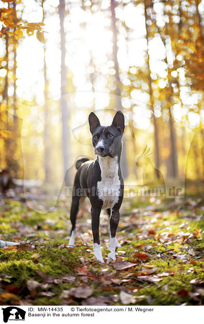 Basenji in the autumn forest / MW-14435