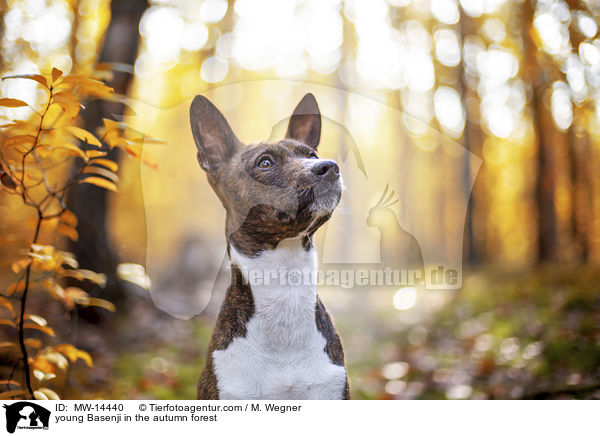 young Basenji in the autumn forest / MW-14440