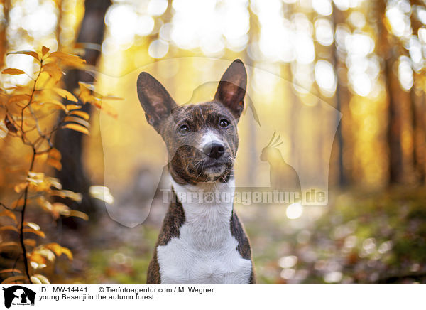 young Basenji in the autumn forest / MW-14441