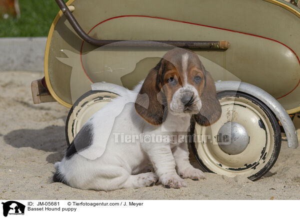 Basset Hound puppy / JM-05681