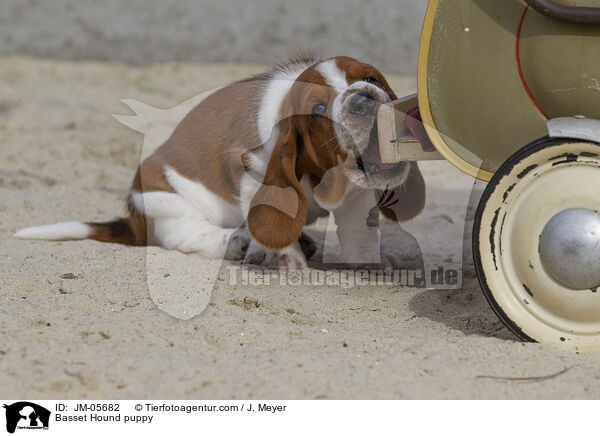 Basset Hound puppy / JM-05682