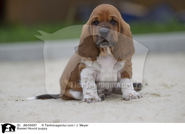Basset Hound puppy / JM-05697