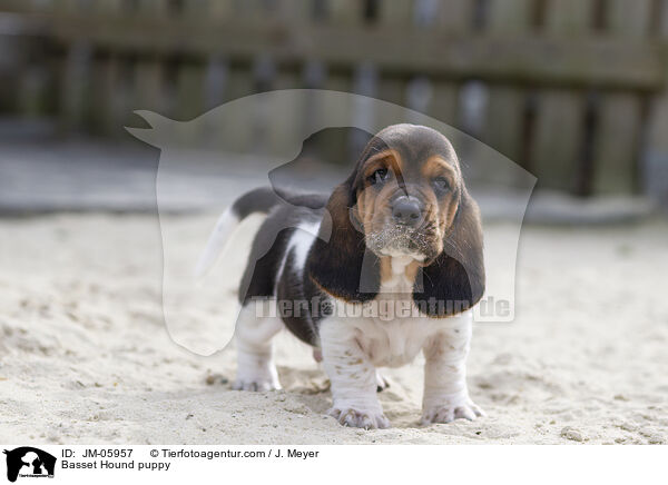 Basset Hound puppy / JM-05957