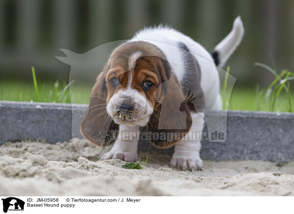 Basset Hound puppy / JM-05958