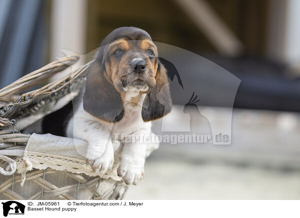 Basset Hound puppy / JM-05961