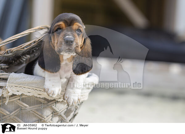 Basset Hound puppy / JM-05962