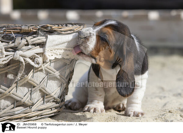 Basset Hound puppy / JM-05968