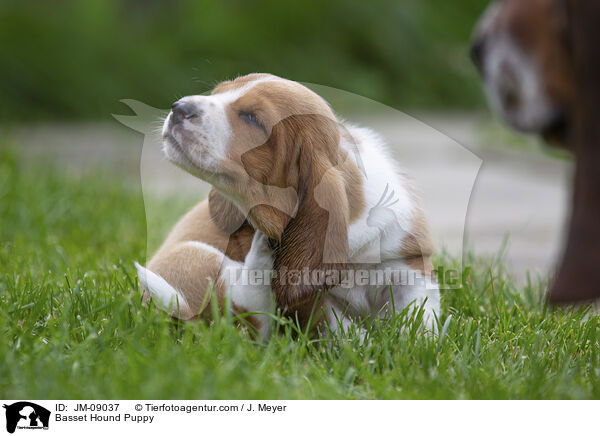 Basset Hound Puppy / JM-09037