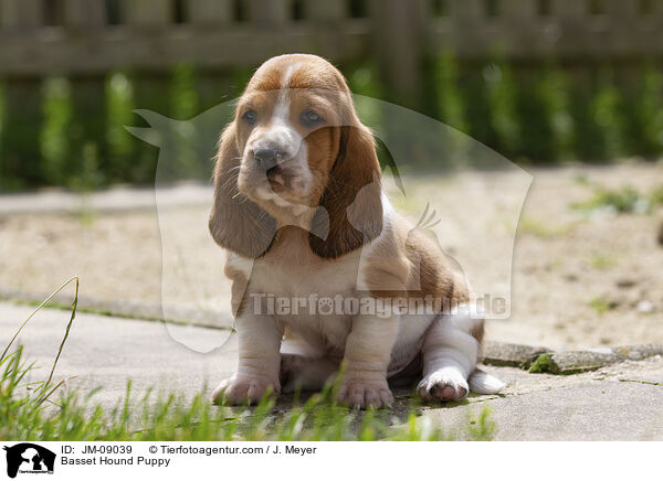 Basset Hound Puppy / JM-09039