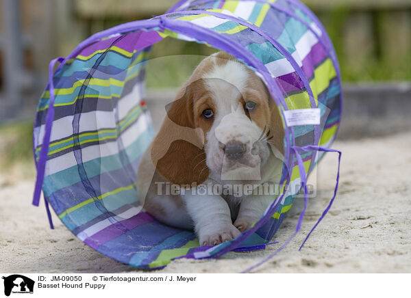 Basset Hound Puppy / JM-09050