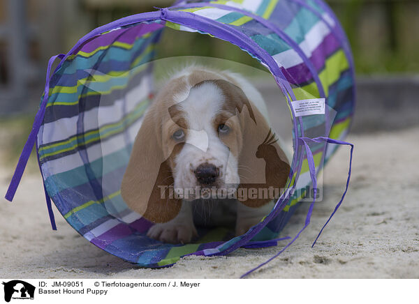 Basset Hound Puppy / JM-09051