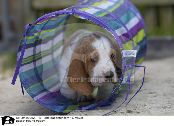 Basset Hound Puppy / JM-09052