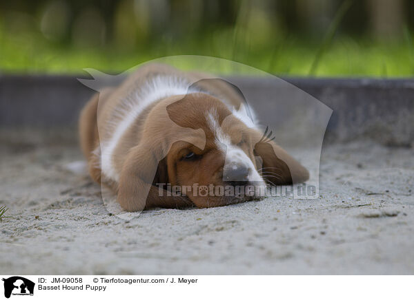 Basset Hound Puppy / JM-09058