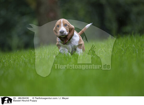 Basset Hound Puppy / JM-09436