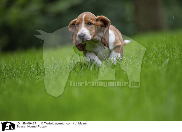 Basset Hound Puppy / JM-09437
