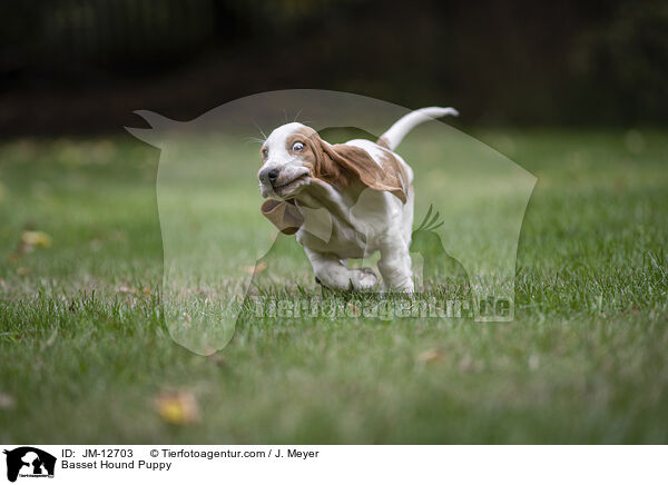 Basset Hound Puppy / JM-12703