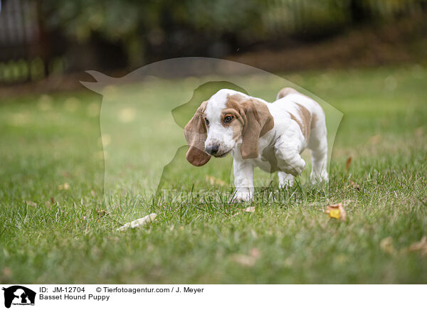Basset Hound Puppy / JM-12704