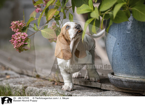 Basset Hound Puppy / JM-12705