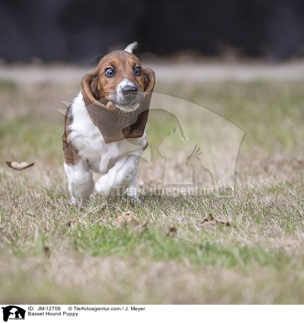 Basset Hound Puppy / JM-12706
