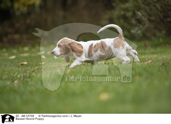 Basset Hound Puppy / JM-12708