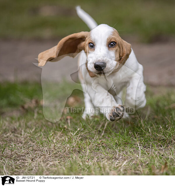 Basset Hound Puppy / JM-12721