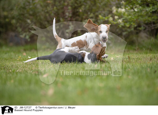Basset Hound Puppies / JM-12727