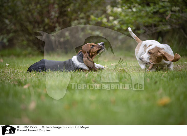 Basset Hound Puppies / JM-12729