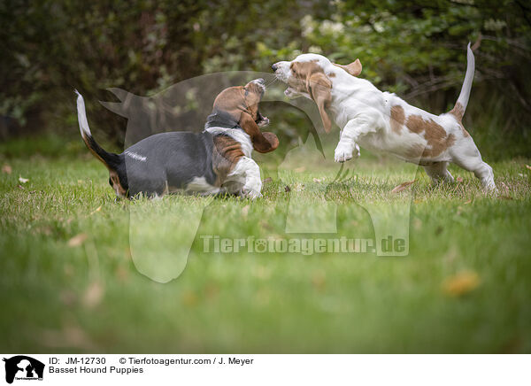 Basset Hound Puppies / JM-12730