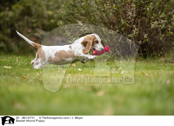 Basset Hound Puppy / JM-12731