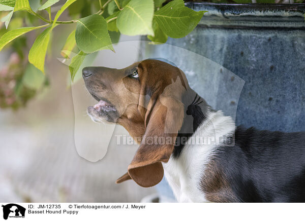 Basset Hound Puppy / JM-12735