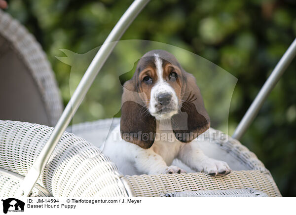 Basset Hound Puppy / JM-14594