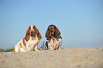 2 Basset Hounds