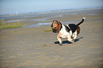 running Basset Hound