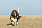 walking Basset Hound