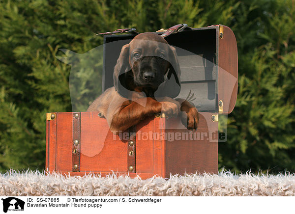 Bavarian Mountain Hound puppy / SS-07865