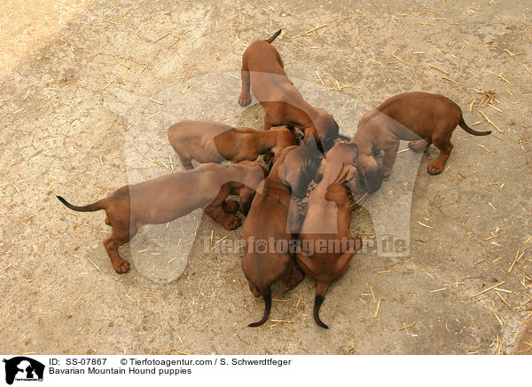 Bavarian Mountain Hound puppies / SS-07867