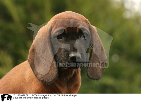 Bavarian Mountain Hound puppy / SS-07879