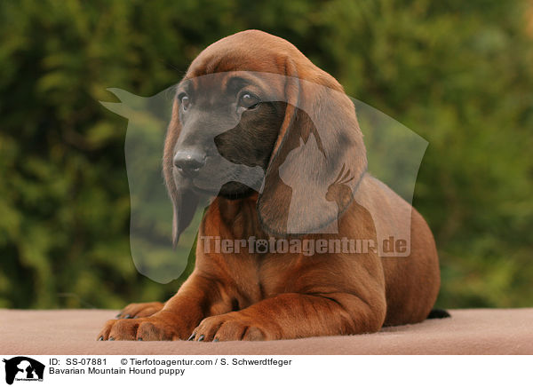 Bavarian Mountain Hound puppy / SS-07881