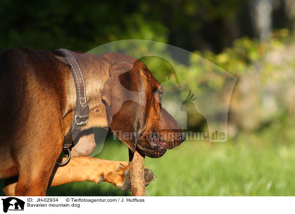 Bavarian mountain dog / JH-02934