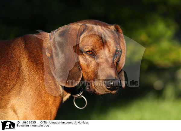 Bavarian mountain dog / JH-02935