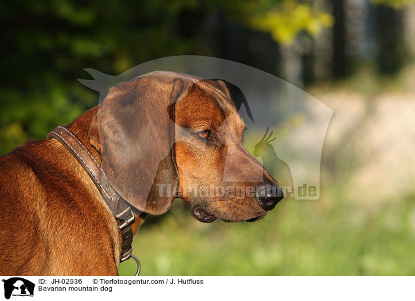 Bavarian mountain dog / JH-02936