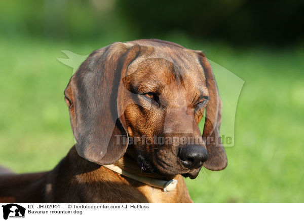 Bavarian mountain dog / JH-02944