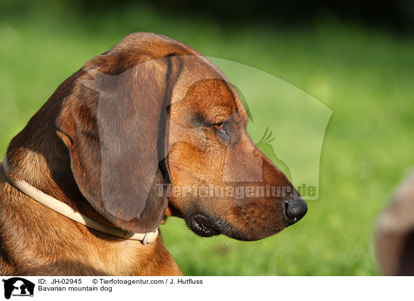 Bavarian mountain dog / JH-02945